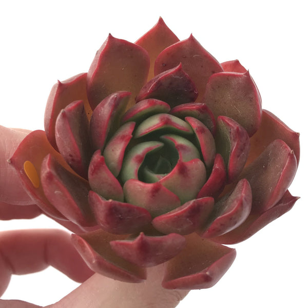 Echeveria 'Hailey' New Hybrid 2" Succulent Plant