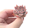 Echeveria sp. 2"-3" Succulent Plant