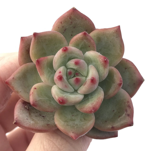 Echeveria Agavoides 'Shallot' Hybrid 1" Succulent Plant