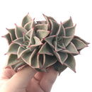 Echeveria 'Madiba' 3"-4" Succulent Plant