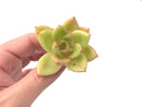 Echeveria Agavoides 'Ringo Star' 2"-3" Succulent Plant