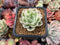 Echeveria 'Compton Carousel' Variegated 2" Small Succulent Plant