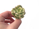 Echeveria 'Nicksana' Variegated 1"-2" Succulent Plant