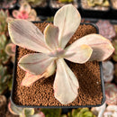 Pachyveria 'Pampoteus' Variegated 2"-3" Succulent Plant