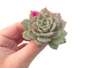 Echeveria ‘Ice Love’ Variegated 2” Succulent Plant