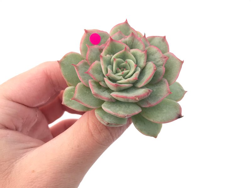 Echeveria ‘Ice Love’ Variegated 2” Succulent Plant