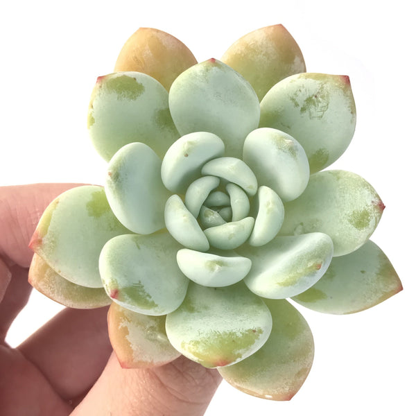 Echeveria 'Chloe' 3" Succulent Plant