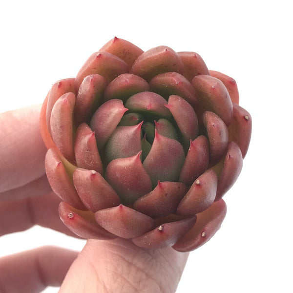 Echeveria Agavoides 'Cagliari' 1" Succulent Plant