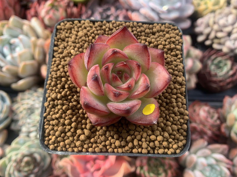 Echeveria Agavoides 'Fire Pillar' 1"-2" Succulent Plant