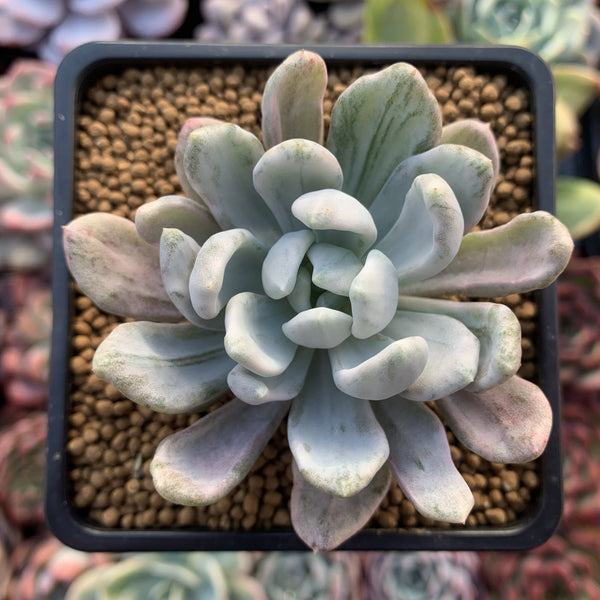 Pachyveria 'Roly-Poly' variegated 2" Succulent Plant