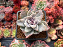 Graptoveria 'Harry Watson' Mutant 2" Succulent Plant