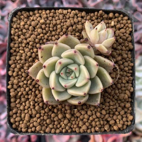 Echeveria Agavoides 'Primavera' 1"-2" Succulent Plant