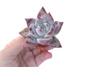 Echeveria 'Colorata' 2" Powdery Succulent Plant