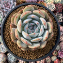 Echeveria 'Orange Monroe' 4" Powdery Succulent Plant