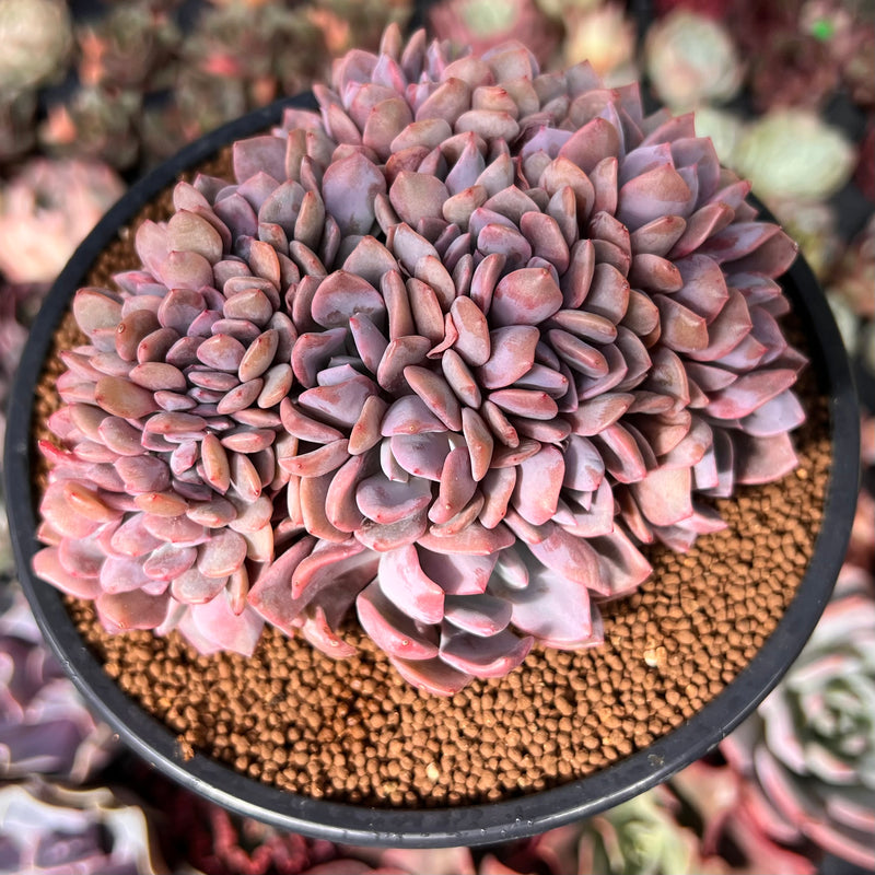 Graptoveria 'Debbie' Crested 3"-4" Succulent Plant