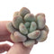 Echeveria 'Monroe Queen' 2" Powdery Succulent Plant