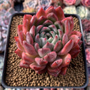 Echeveria 'Cortes' 4" Succulent Plant