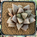 Haworthia 'Black Orpheus' 2"-3" Succulent Plant