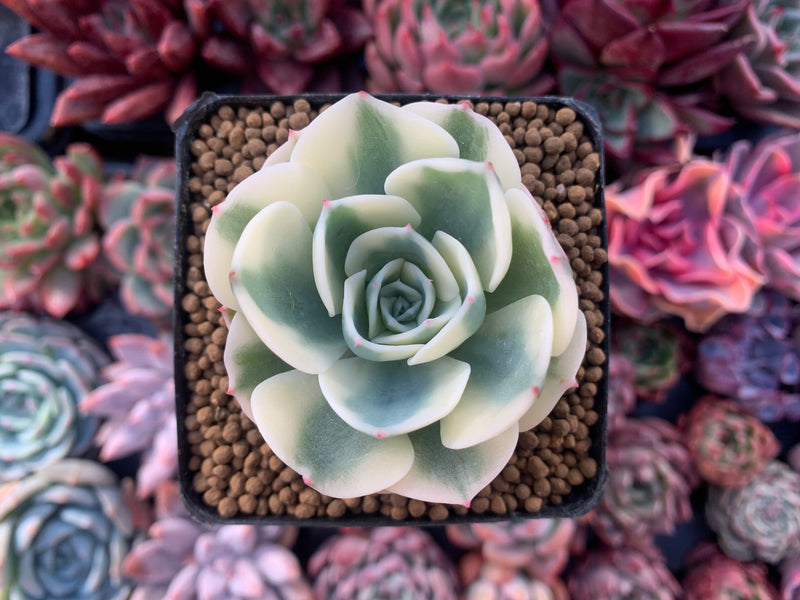 Echeveria 'Compton Carousel' 2" Succulent Plant