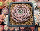 Echeveria 'Simulans Ascension' Hybrid 1" Succulent Plant