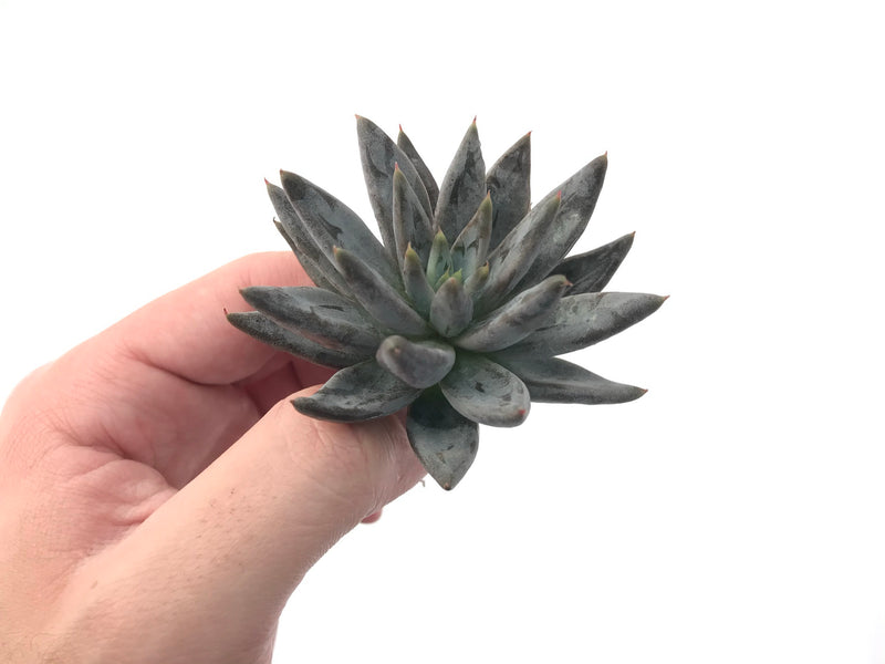 Echeveria 'Unguiculata' 3" Rare Succulent Plant