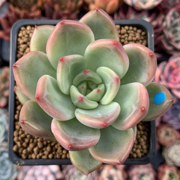 Echeveria 'Charlotte' 3" Succulent Plant