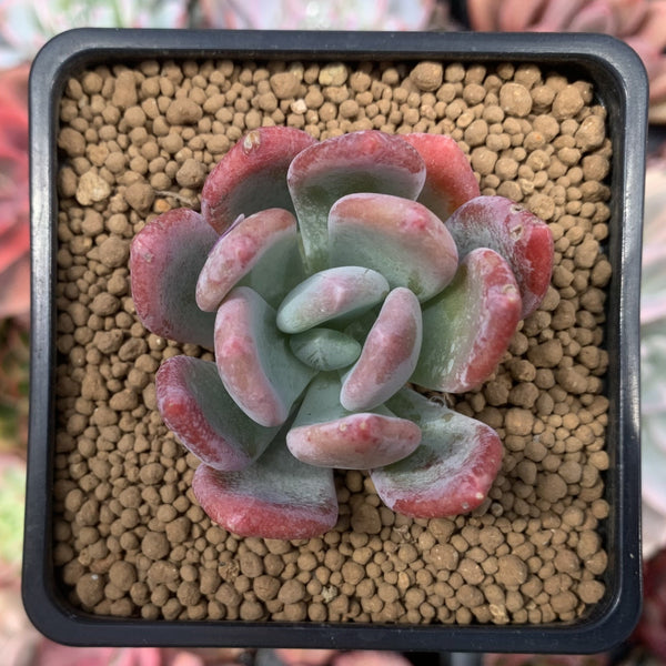 Pachyveria sp. 2" Succulent Plant