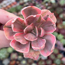 Echeveria ‘Pink Angel' Variegated 2" Succulent Plant