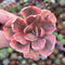 Echeveria ‘Pink Angel' Variegated 2" Succulent Plant