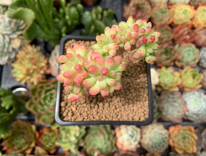 Sedum 'Pachyphyllum' Crested 3" Succulent Plant