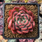 Echeveria 'Cortes' 2"-3" Succulent Plant