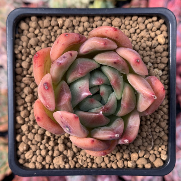 Echeveria Agavoides sp. 3" Succulent Plant