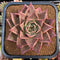 Echeveria Agavoides 'Jade Star' Selected Clone 4"-5" Succulent Plant