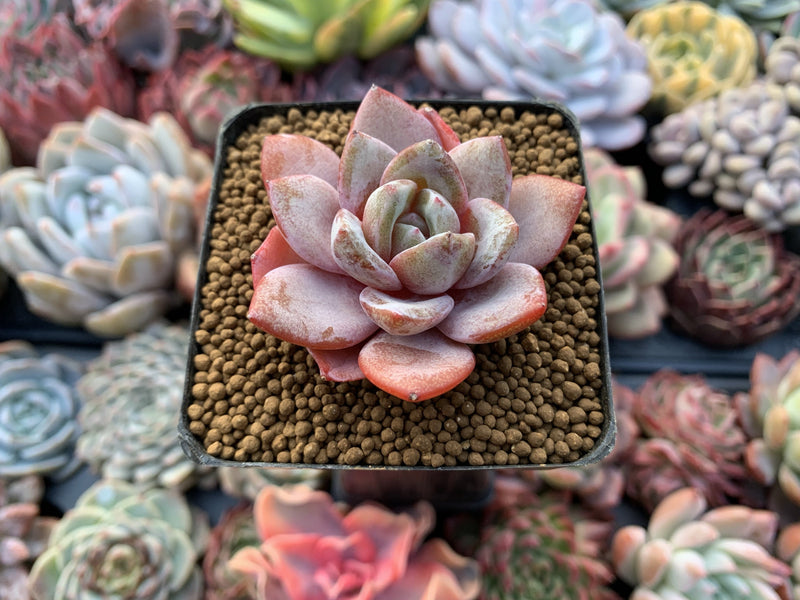 Echeveria Agavoides 'German Champaign' 3" Succulent Plant