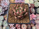 Echeveria Agavoides 'Bohem' 2" Succulent Plant