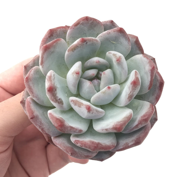 Echeveria 'Orange Monroe' 4" Powdery Succulent Plant