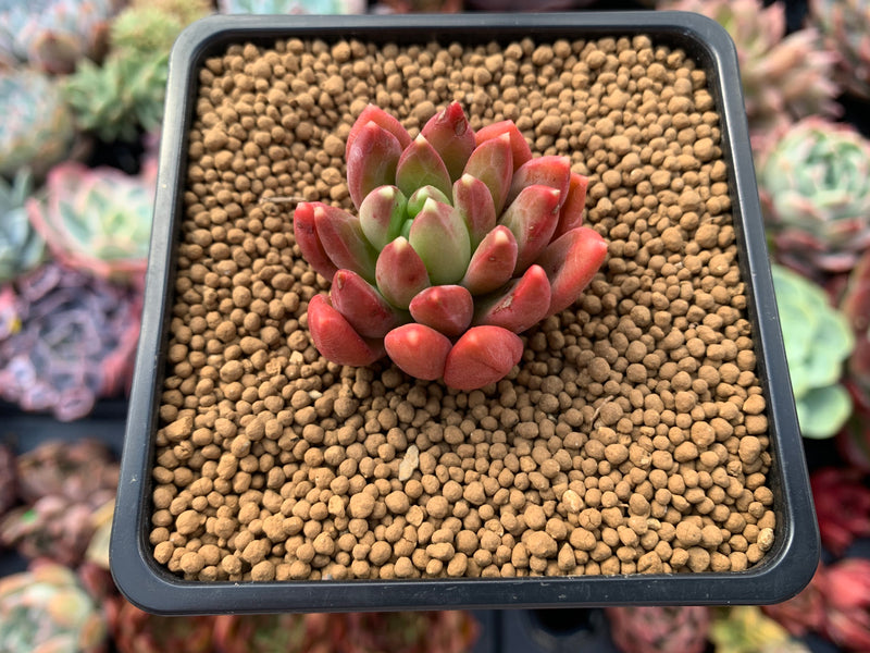 Pachyphytum Compactum 'Pink Glaucum' 2" Succulent Plant