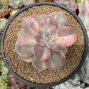 Graptopetalum 'Purple Delight' Variegated 4" Succulent Plant