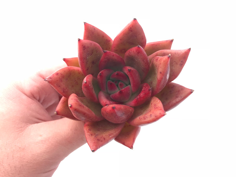 Echeveria Agavoides Red Maria 4” Rare Succulent Plant