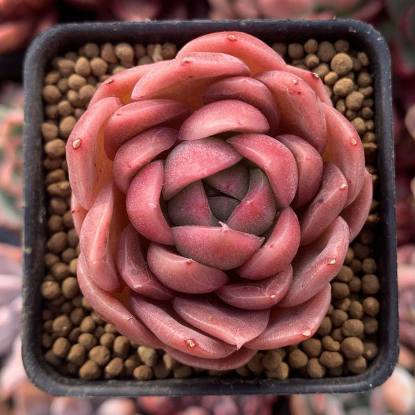 Echeveria Agavoides 'Timmo' 1"-2" Succulent Plant