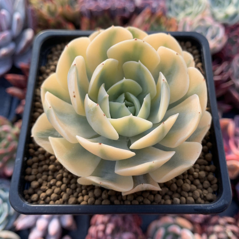 Echeveria Runyonii Variegated (Aka Echeveria 'Akaihosi' Variegated) 3"-4" Succulent Plant