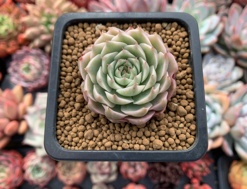 Echeveria 'Margaret' Variegated 1" Cluster Succulent Plant