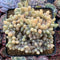 Cremeneria 'Expatriata' (Cremnophila linguifolia x Echeveria amoena ‘Microcalyx’) Crested Cluster 3"-4" Succulent Plant