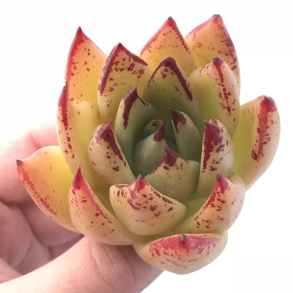 Echeveria Agavoides Royal Special Clone 3” Rare Succulent Plant