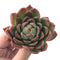 Echeveria Agavoides 'Red Witch' 3" Succulent Plant