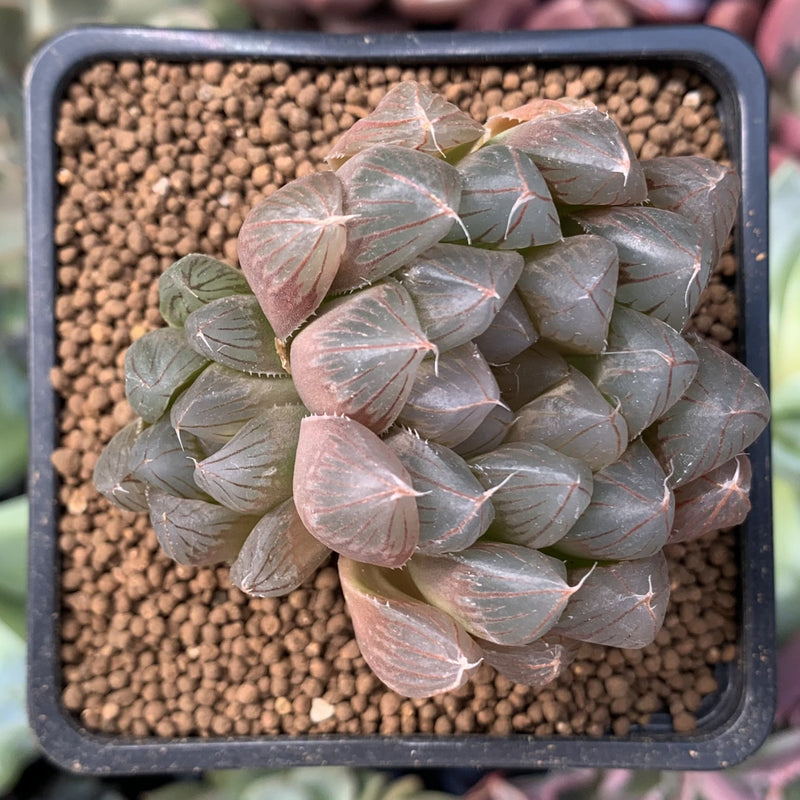 Haworthia Cymbiformis 'Black Obtusa' 2"-3" Succulent Plant