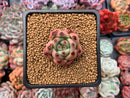 Echeveria Agavoides sp. 1" Succulent Plant