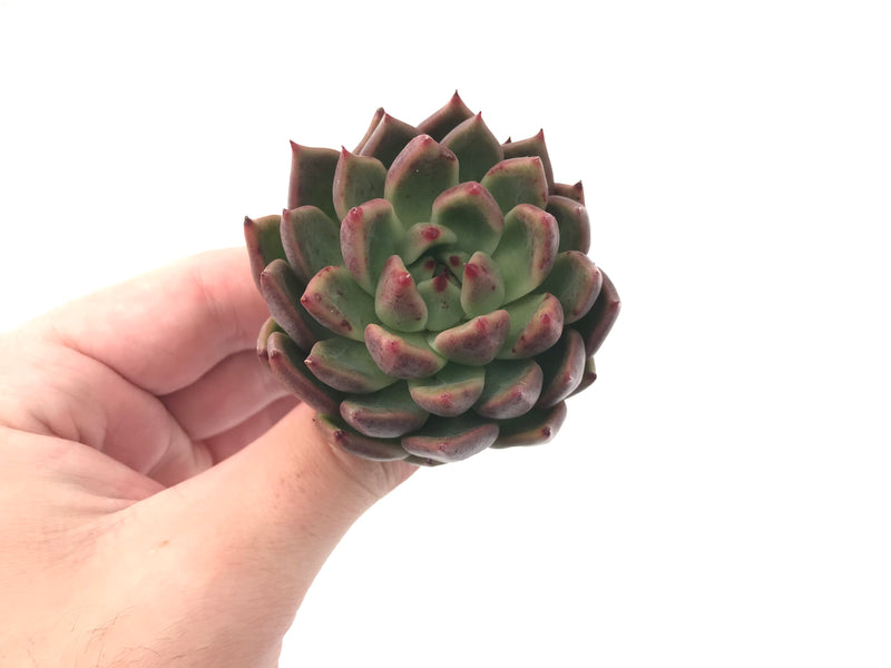 Echeveria Agavoides 'Golden Bear' 2"-3" Succulent Plant