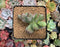 Cotyleydon Orbiculata Var. 'Hoppi' Variegated 2" Succulent Plant