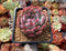 Echeveria sp. 2"-3" Succulent Plant